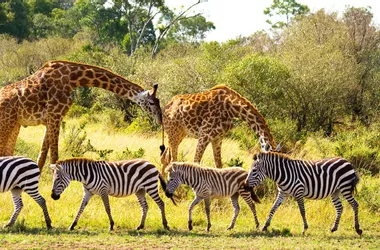 Generate a random place in Faune et safaris
